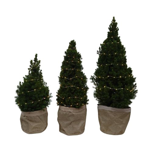 Tchibo - Zuckerhutfichte m Lichterkette - grün