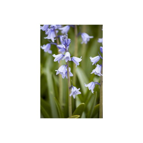 Hyacinthoides hispanica, Spanisches Hasenglöckchen, blau, ca. 9x9 cm Topf