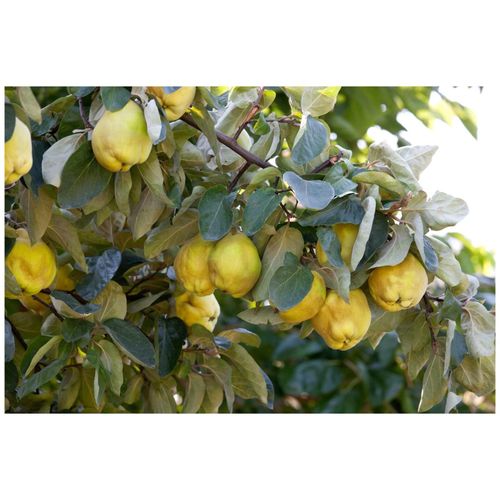 Cydonia 'Birnenquitte', Birnenquitte, 40 cm Stammhöhe