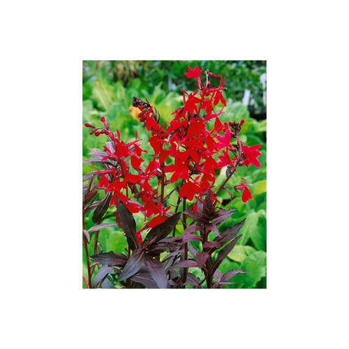Lobelia splendens 'Elmfeuer', leuchtend rot, ca. 9x9 cm Topf