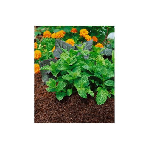 Mentha spicata ssp. hispanica, Grüne Minze, ca. 9x9 cm Topf