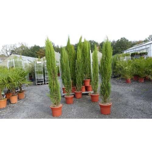 5x Totem 190 - 220 cm Toskana Zypresse Mittelmeerzypresse Säule winterhart