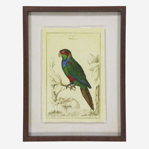 Grüne Wandkunst mit Papageienmotiv 42x32cm