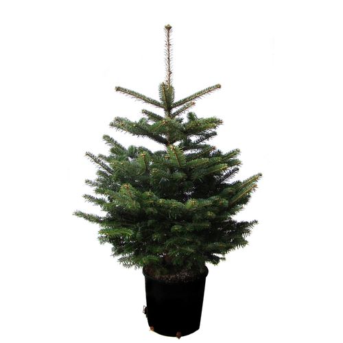 Echter Weihnachtsbaum WEIHNACHTSBAUMLAND 