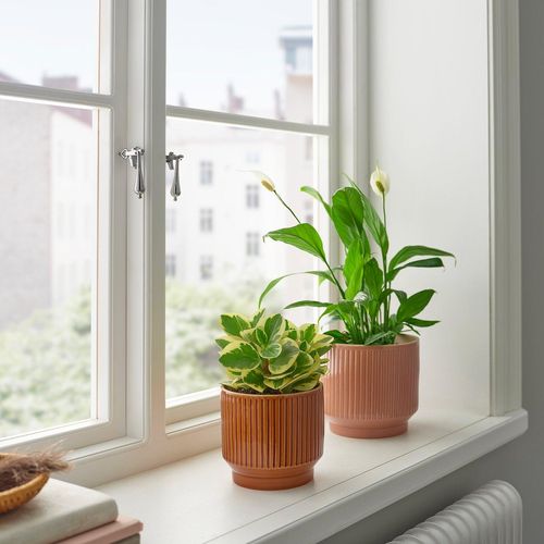 HONUNGSPALM Übertopf