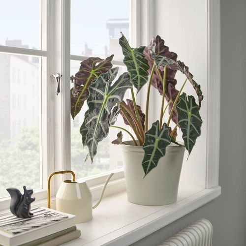 KÖRSBÄRSBJÖRK Übertopf