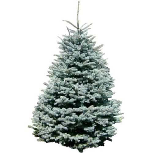 Echter Weihnachtsbaum WEIHNACHTSBAUM GURU 