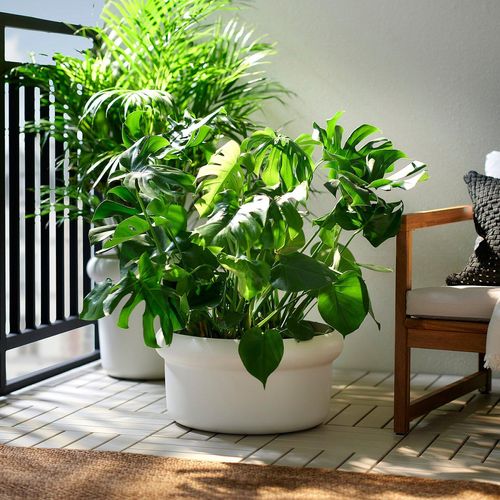 MÅBÄRSBUSKE Blumentopf