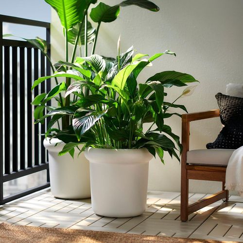 MÅBÄRSBUSKE Blumentopf