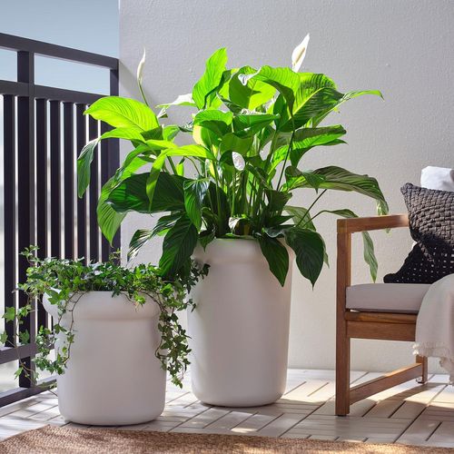 MÅBÄRSBUSKE Blumentopf