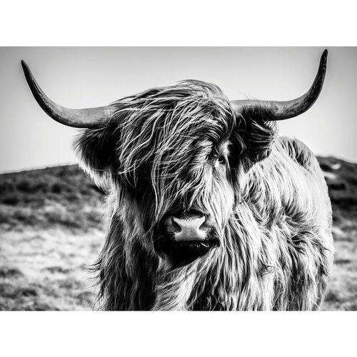 Euroart Leinwandbild, Mehrfarbig, Holz, Papier, Kiefer, Tiere, rechteckig, 135x100x3 cm, Keilrahmen, Bilder und Zubehör, Wandbilder, Leinwandbilder