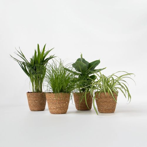 Plant in a Box - Tierfreundliche Pflanzen - Set 4 mit Körben - H.25-40cm - Topf 12cm