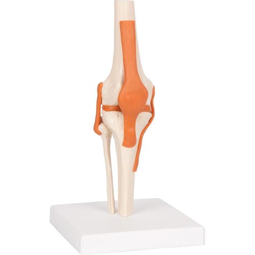 Kniegelenk 13x13x40 cm, Anatomie Modelle, Anatomische Lehrmittel, Medizin