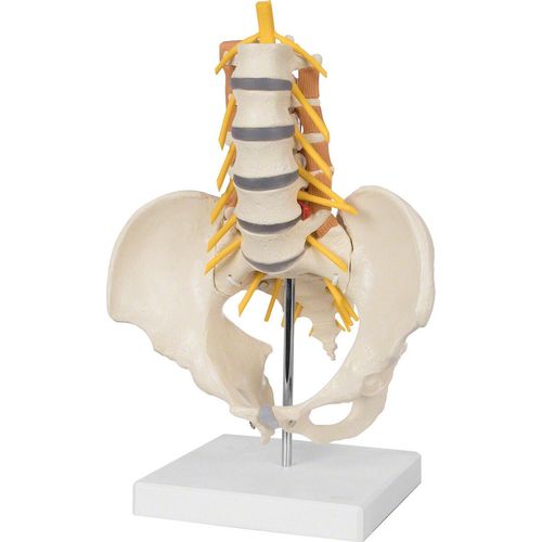 Becken mit Lendenwirbelsäule und Lendenmuskulatur, anatomisches Modell