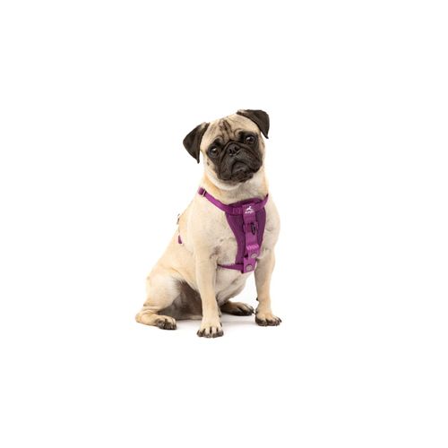 Kurgo Tru-Fit Autosicherheitsgeschirr für Hunde, Größe XS, Lila