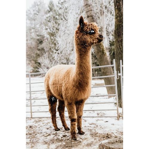 Golden Alpaca Bettdecke Alpaka Decke Alpaka Geschenk Alpaka Wolle (Winterdecke, 155 x 220 cm)