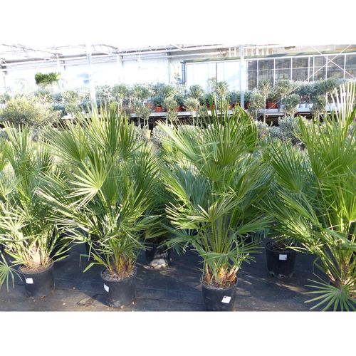 Palme 150 - 180 cm Zwergpalme Chamaerops Humilis, winterhart bis -12°C
