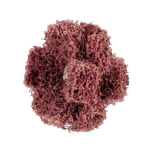 Pferd POLINOX Schleifstern T 38-3 A 80 (44698384)