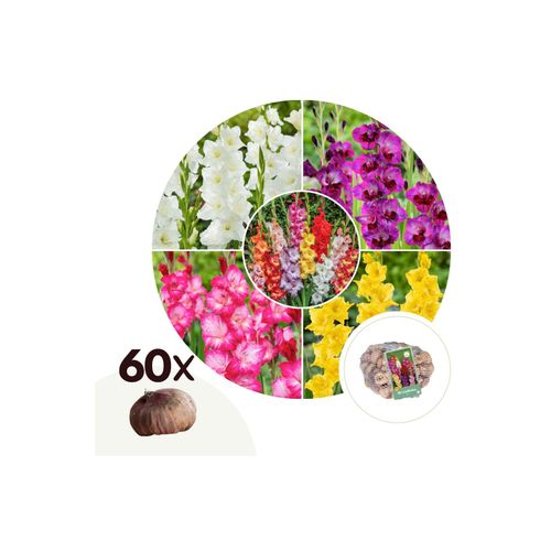 Plant in a Box - Gladiolen - 60 Stk - Gladiolus Mix - Blumenzwiebeln - Mehrfarbig