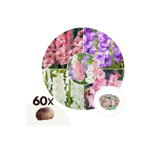 Plant in a Box - Gladiolen - 60 Stk - Gladiolus Pastel Mix - Blumenzwiebeln - Mehrfarbig