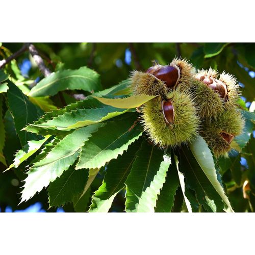 Esskastanie Castanea sativa 180 cm Kastanie Kastanienbaum Pflanze winterhart