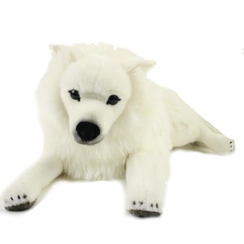 Kösen Japanischer Spitz 64 cm