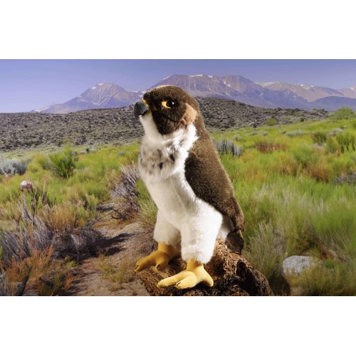 Kösen Wanderfalke braun/weiß