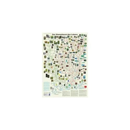 Der Stammbaum des Lebens