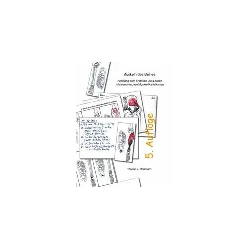 Muskeln des Beines