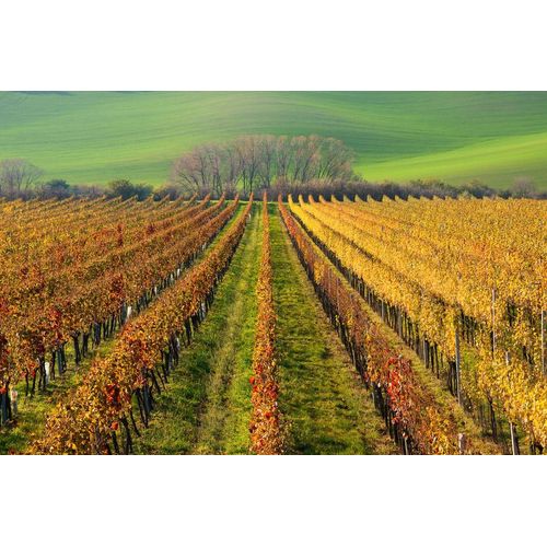 Fototapete PAPERMOON "Felder", bunt, B:5m L:2,8m, Vlies, Tapeten, Fototapete