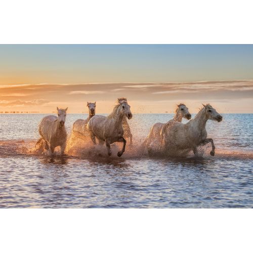 Fototapete PAPERMOON "Photo-Art ANTONI FIGUERAS BARRANCO, CAMARGUE-PFERDE II", bunt, B:2m L:1,49m, Vlies, Tapeten, Fototapete