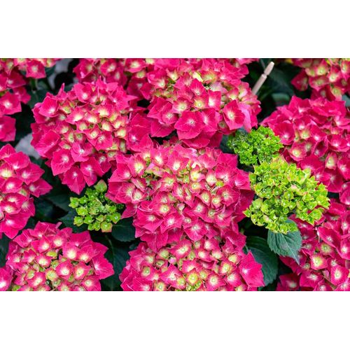 Fototapete PAPERMOON "Blumen", bunt, B:5m L:2,8m, Vlies, Tapeten, Fototapete