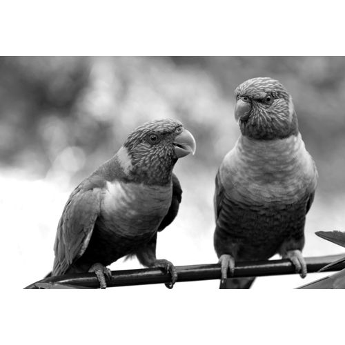 Fototapete PAPERMOON "Vögel Schwarz & Weiß", schwarz (schwarz, weiß), B:4m L:2,6m, Vlies, Tapeten, Fototapete