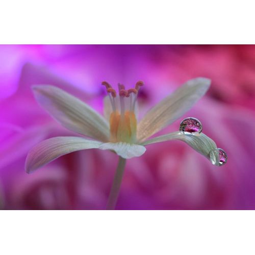 Fototapete PAPERMOON "Zen Wassertropfen mit Blume Makro", bunt, B:5m L:2,8m, Vlies, Tapeten, Fototapete