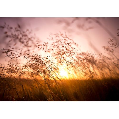 Fototapete PAPERMOON "Summer Dry Grass", bunt, B:3,5m L:2,6m, Vlies, Tapeten, Fototapete