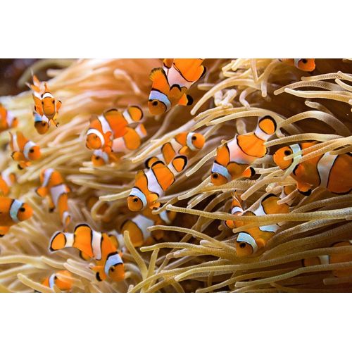 Fototapete PAPERMOON "Clownfische", bunt, B:2,5m L:1,86m, Vlies, Tapeten, Fototapete