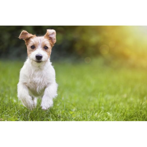 Fototapete PAPERMOON "HUND-NATUR TIERE HUNDEWELPE HUNDE WANDDEKO WANDBILD XXL", bunt, B:4m L:2,6m, Vlies, Tapeten, Fototapete