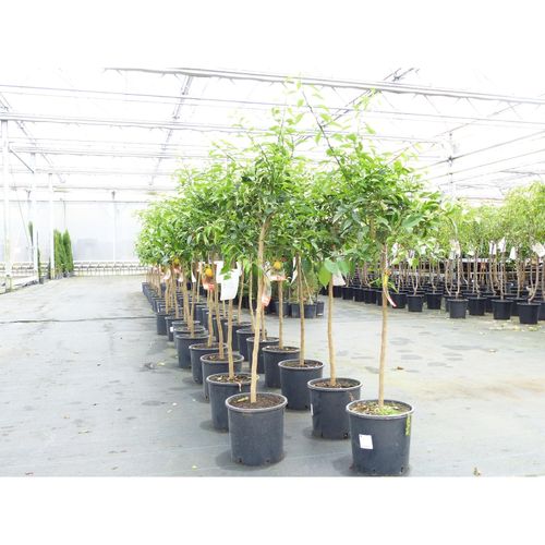 Citrus Yuzu 130 - 150 cm, Zitronenbaum Zitrone, japanische Zitrone, winterhart