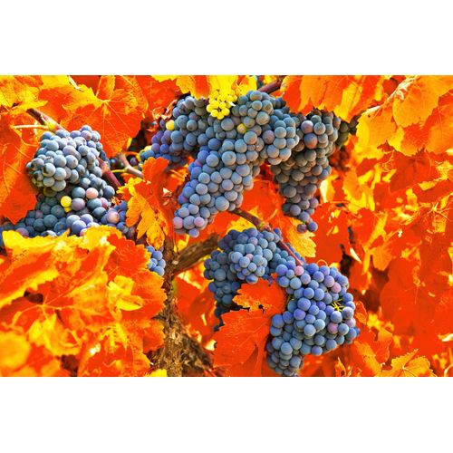 Fototapete PAPERMOON "TRAUBEN-STRAUBE-WEIN PFLANZEN MUSTER DEKOR BLUMEN MAKRO", bunt, B:3m L:2,23m, Vlies, Tapeten, Fototapete