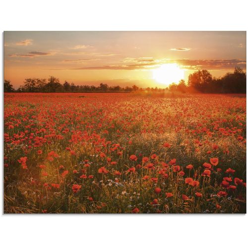 Glasbild ARTLAND "Mohnblumenfeld bei Sonnenuntergang", rot (farbe bild(er): rot), B:80cm H:60cm, Bilder, in verschiedenen Größen