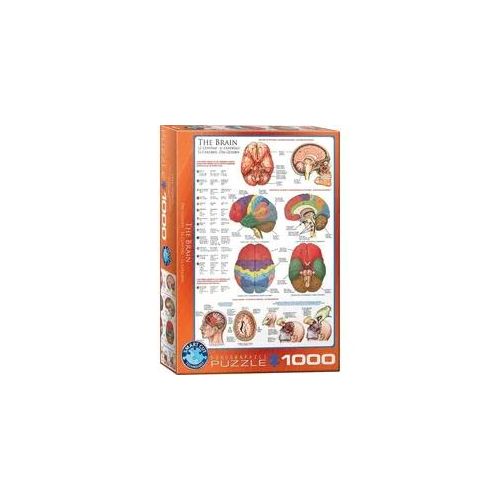 Das Gehirn 1000T