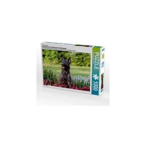 Ein Motiv aus dem Kalender ausdrucksvolle Holländische Schäferhunde (Puzzle)