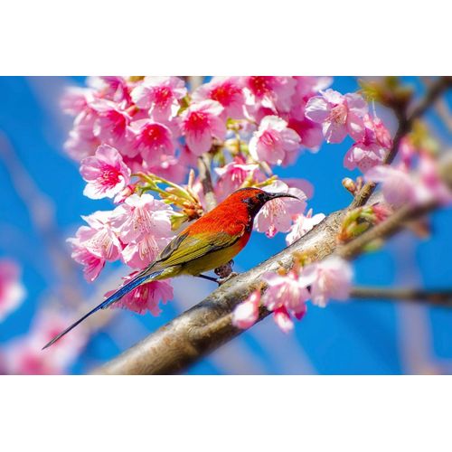 Fototapete PAPERMOON "Vogel auf Ast", bunt, B:3m L:2,23m, Vlies, Tapeten, Fototapete