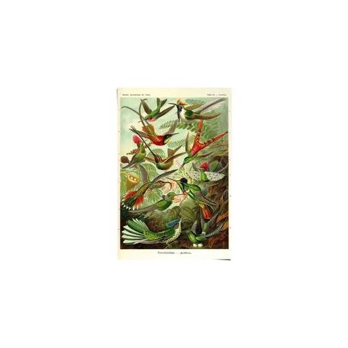 Poster REINDERS "Kolibris Lithografie", bunt (farbe bild(er): mehrfarbig), B:61cm H:91,5cm, Papier, Bilder, Poster