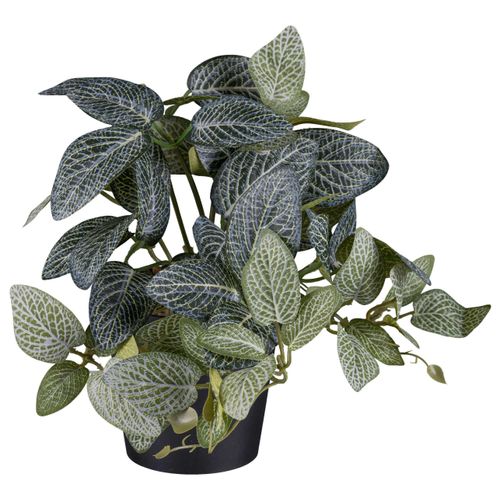 Kunstpflanze Fittonia II in Grün/Schwarz