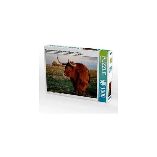 Schottisches Hochland Rind - Highland Cattle in Caithness (Puzzle)