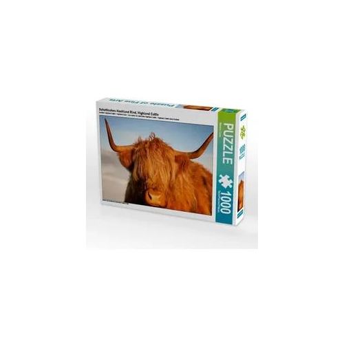 Schottisches Hochland Rind, Highland Cattle (Puzzle)