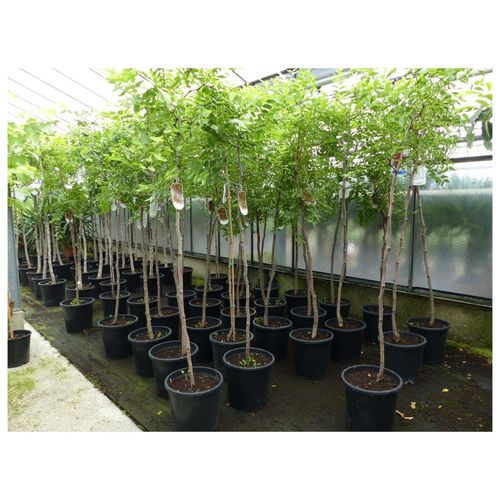 chin. Dattel 150 - 170 cm Dattelbaum 5 - 8 cm Stammumfang, Ziziphus jujuba,