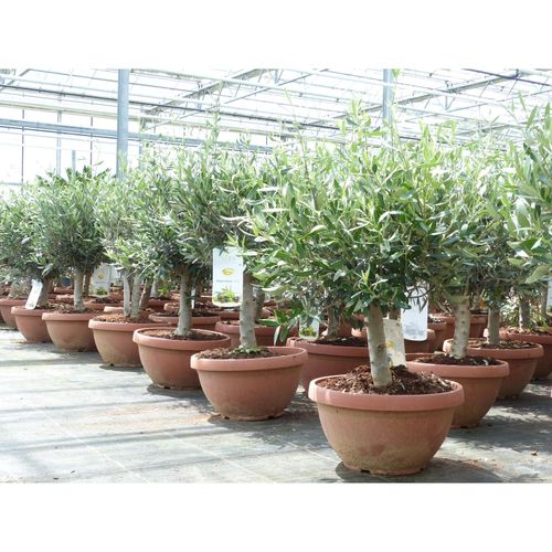 Olivenbaum Bonsai 70 - 90 cm Formgehölz, Olive winterhart, Olea europaea