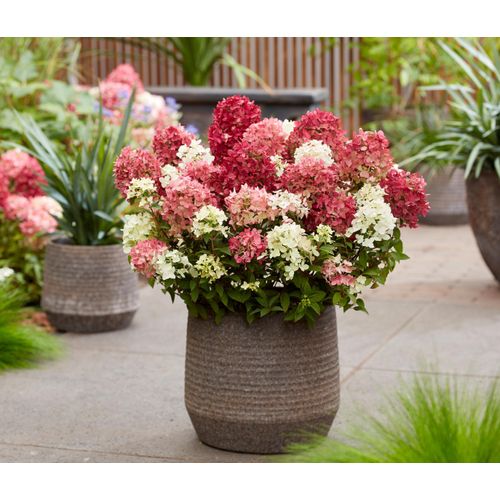 Tchibo - Rispenhortensie »Groundbreaker Ruby« - creme